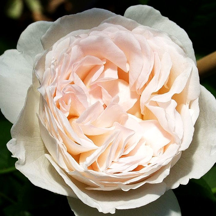 Edelrose 'Sebastian KNEIPP' (Rosa TH V)