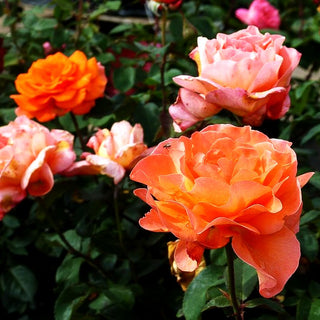 Edelrose 'Tea Time' (Rosa TH III)