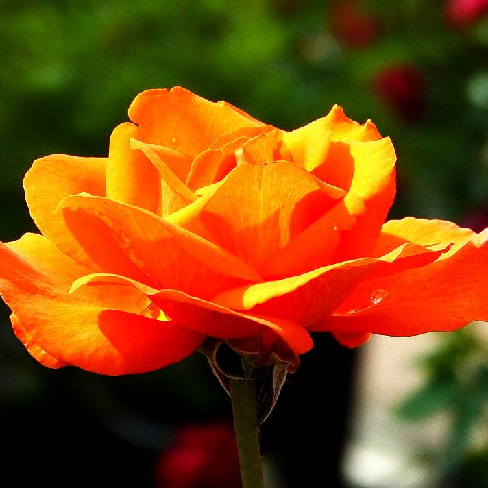 Edelrose 'Tea Time' (Rosa TH III)