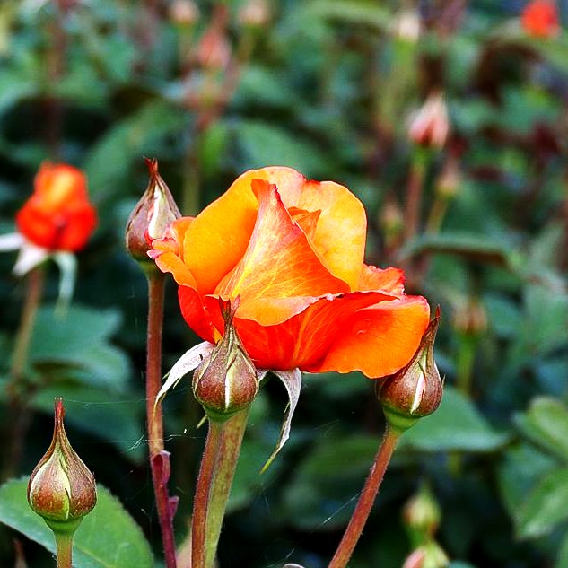 Edelrose 'Tea Time' (Rosa TH III)