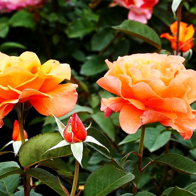 Edelrose 'Tea Time' (Rosa TH III)