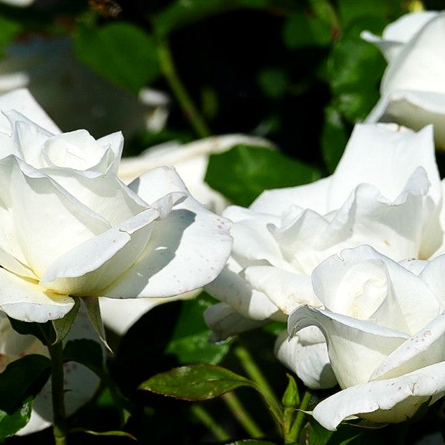 Edelrose 'Virgo' (Rosa TH II)