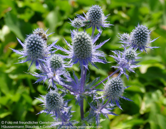 Edler Mannstreu 'Magical Blue Lagoon' (Eryngium planum)