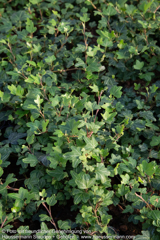 Efeu 'Duckfoot' (Hedera helix)