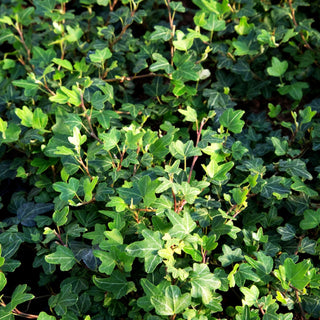 Efeu 'Duckfoot' (Hedera helix)