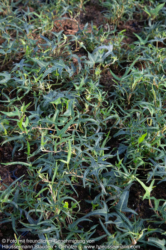 Efeu 'Feenfinger' (Hedera helix)