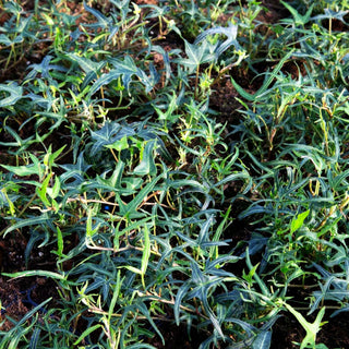 Efeu 'Feenfinger' (Hedera helix)