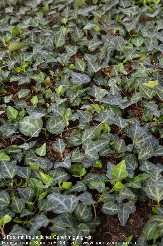 Efeu 'Grünpfeil' (Hedera helix)