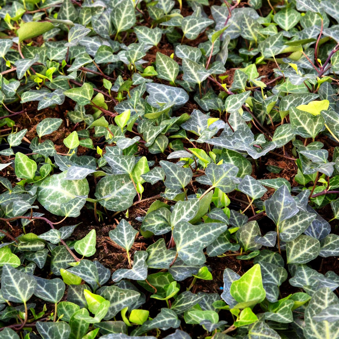 Efeu 'Grünpfeil' (Hedera helix)