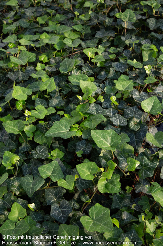 Efeu 'Modern Times' (Hedera helix)
