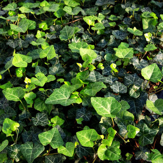 Efeu 'Modern Times' (Hedera helix)