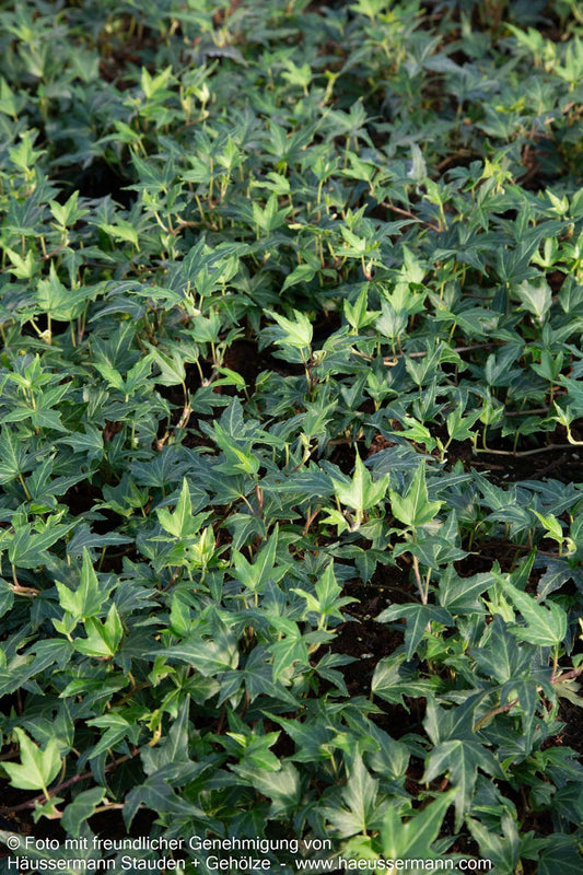 Efeu 'Needlepoint' (Hedera helix)