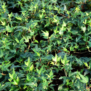 Efeu 'Needlepoint' (Hedera helix)