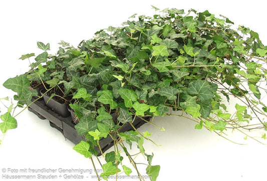 Efeu 'Plattensee' (Hedera helix)