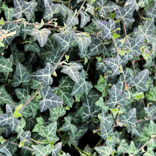 Efeu 'Plattensee' (Hedera helix)