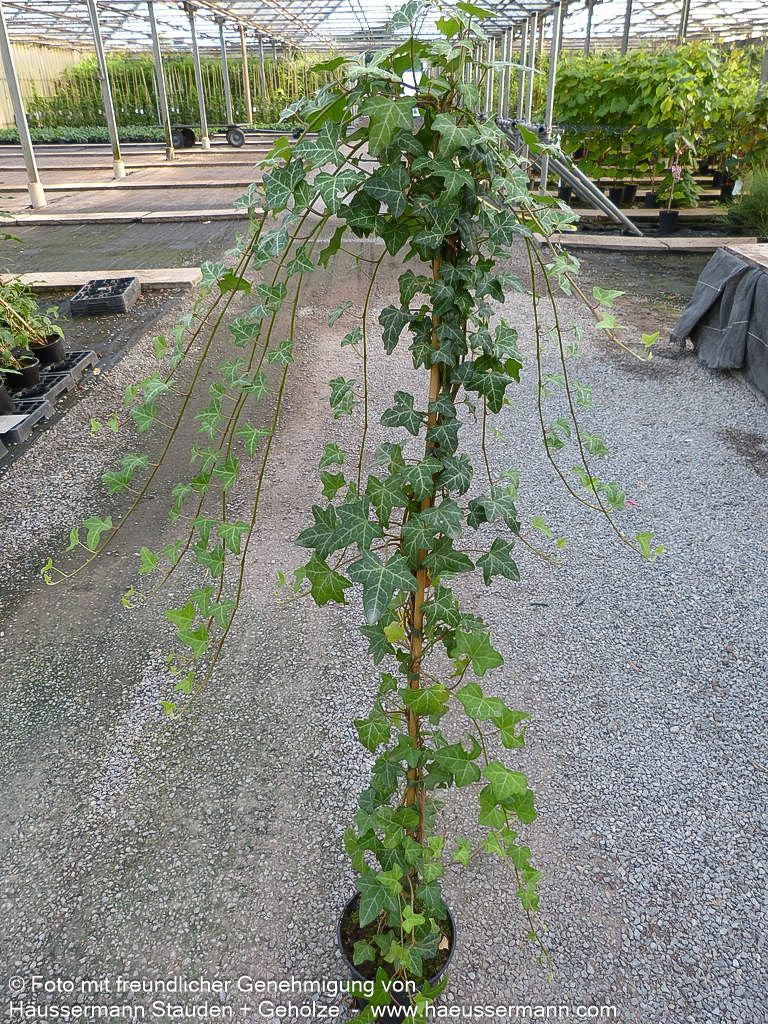 Efeu 'Plattensee' (Hedera helix)