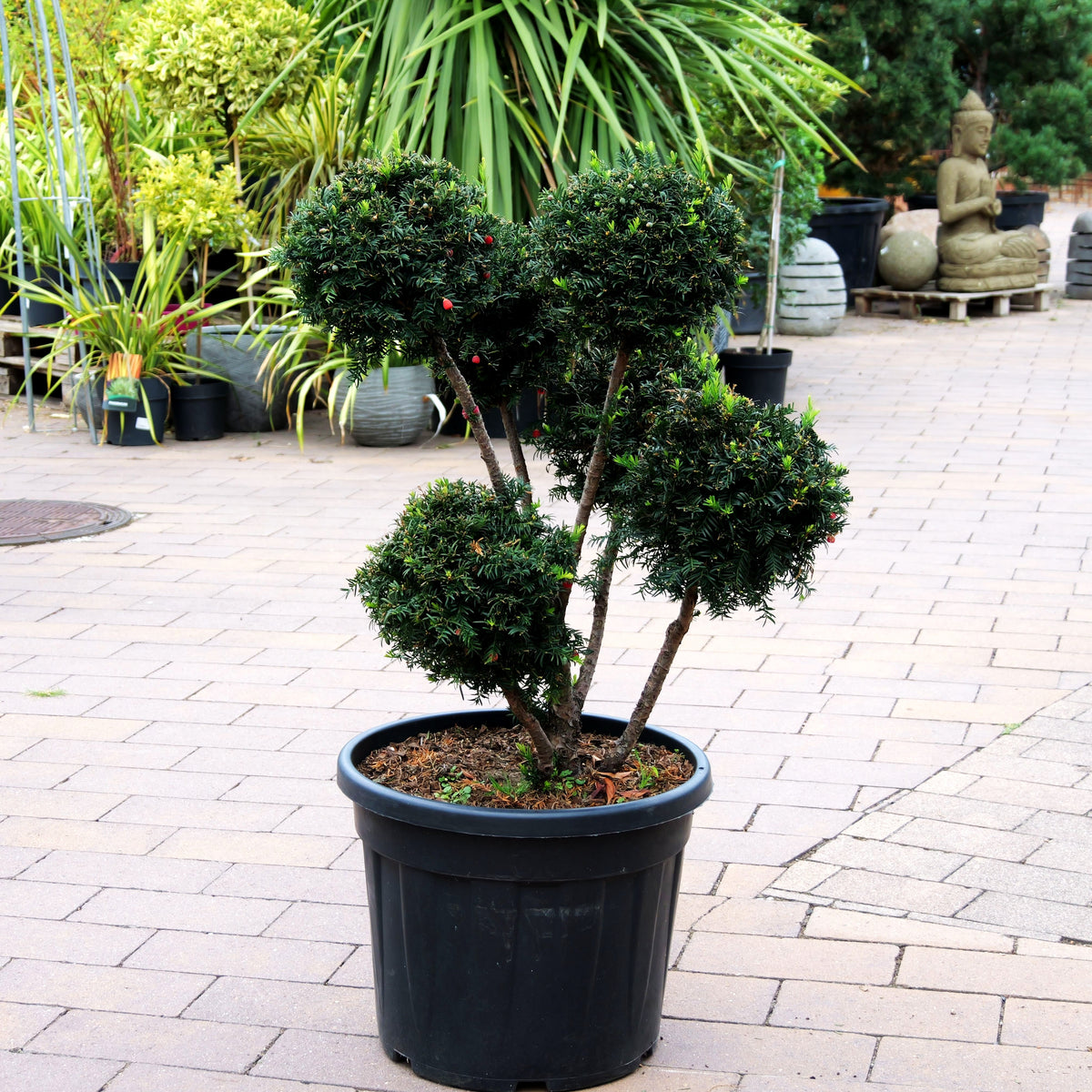 Eibe 'Höpken's Gigant' (Taxus baccata)