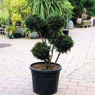 Eibe 'Höpken's Gigant' (Taxus baccata)