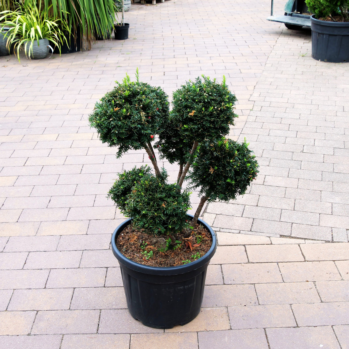 Eibe 'Höpken's Gigant' (Taxus baccata)