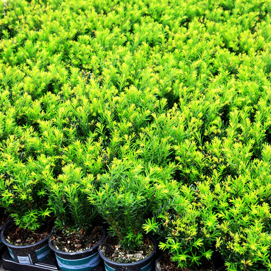 Eibe 'Renke's Kleiner Grüner' -S- (Taxus baccata)