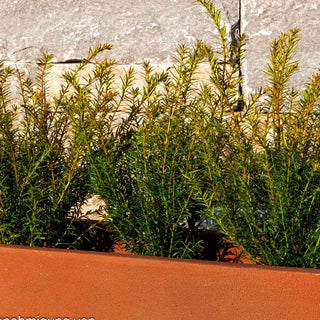 Eibe 'Renke's Kleiner Grüner' -S- (Taxus baccata)