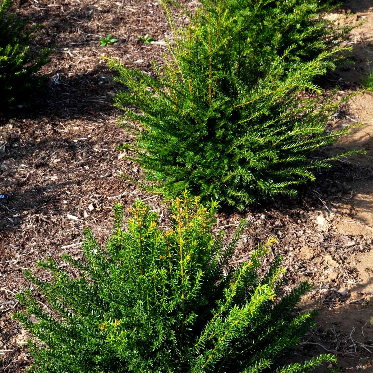 Eibe 'Renke's Kleiner Grüner' -S- (Taxus baccata)