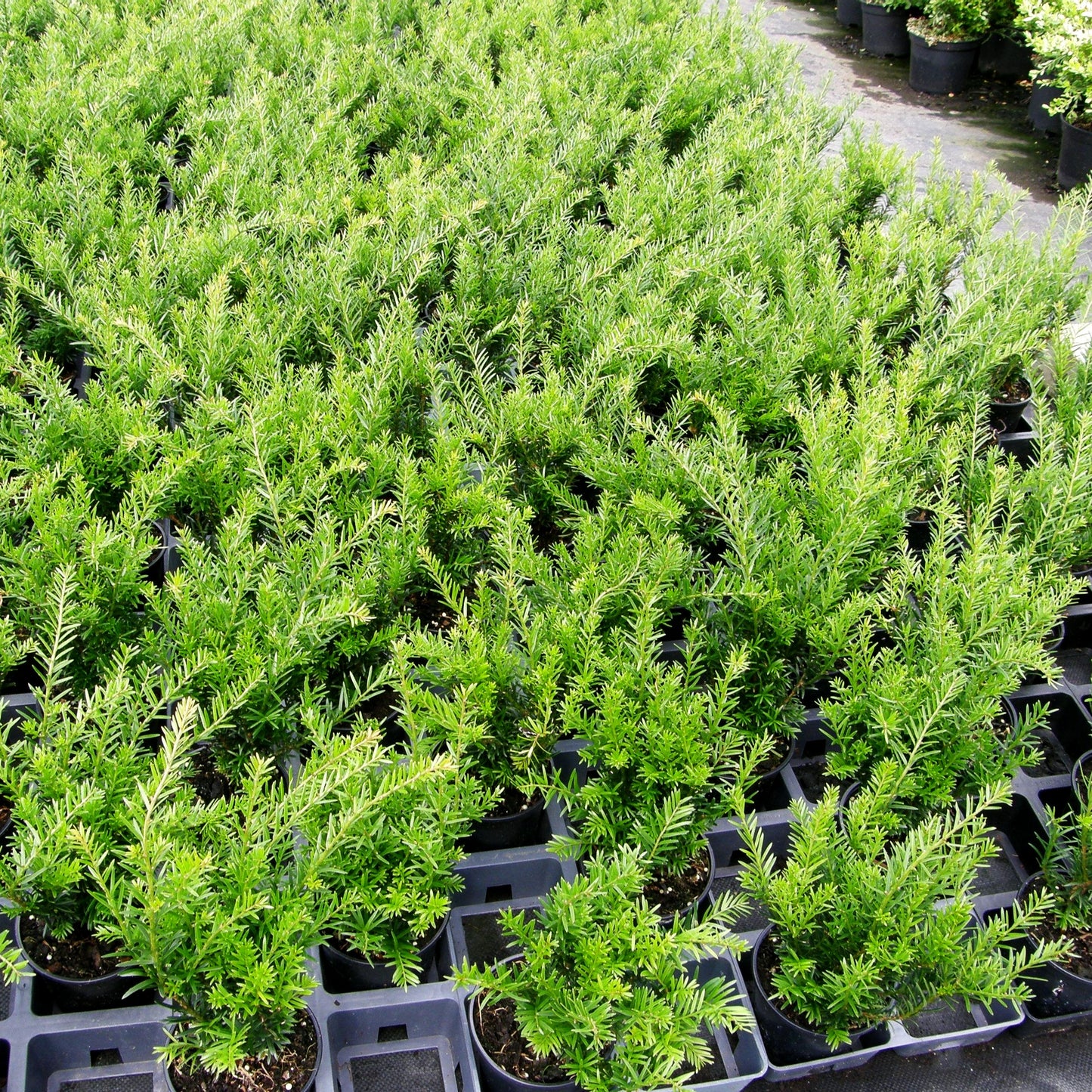 Eibe 'Renke's Kleiner Grüner' -S- (Taxus baccata)