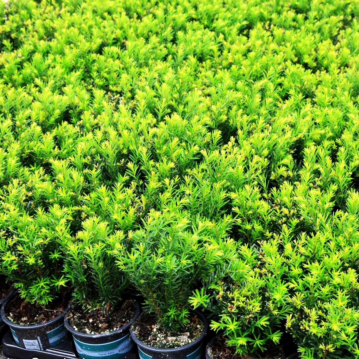 Eibe 'Renke's Kleiner Grüner' -S- (Taxus baccata)