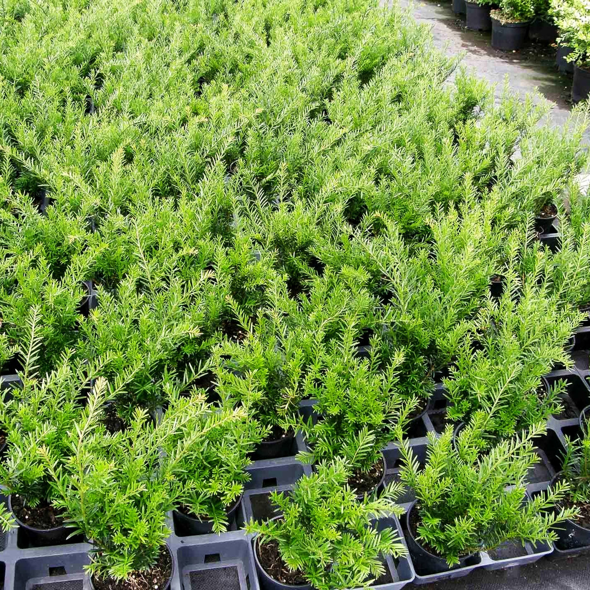 Eibe 'Renke's Kleiner Grüner' -S- (Taxus baccata)