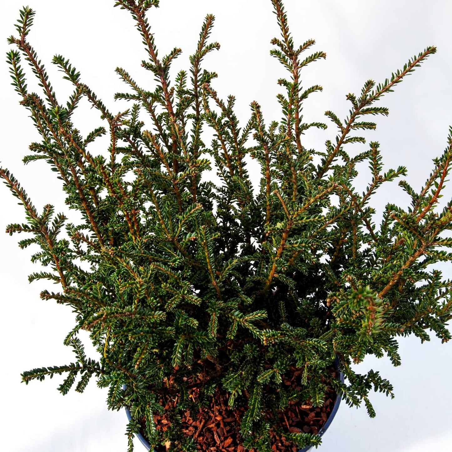 Eibe 'Rushmore' (Taxus baccata)