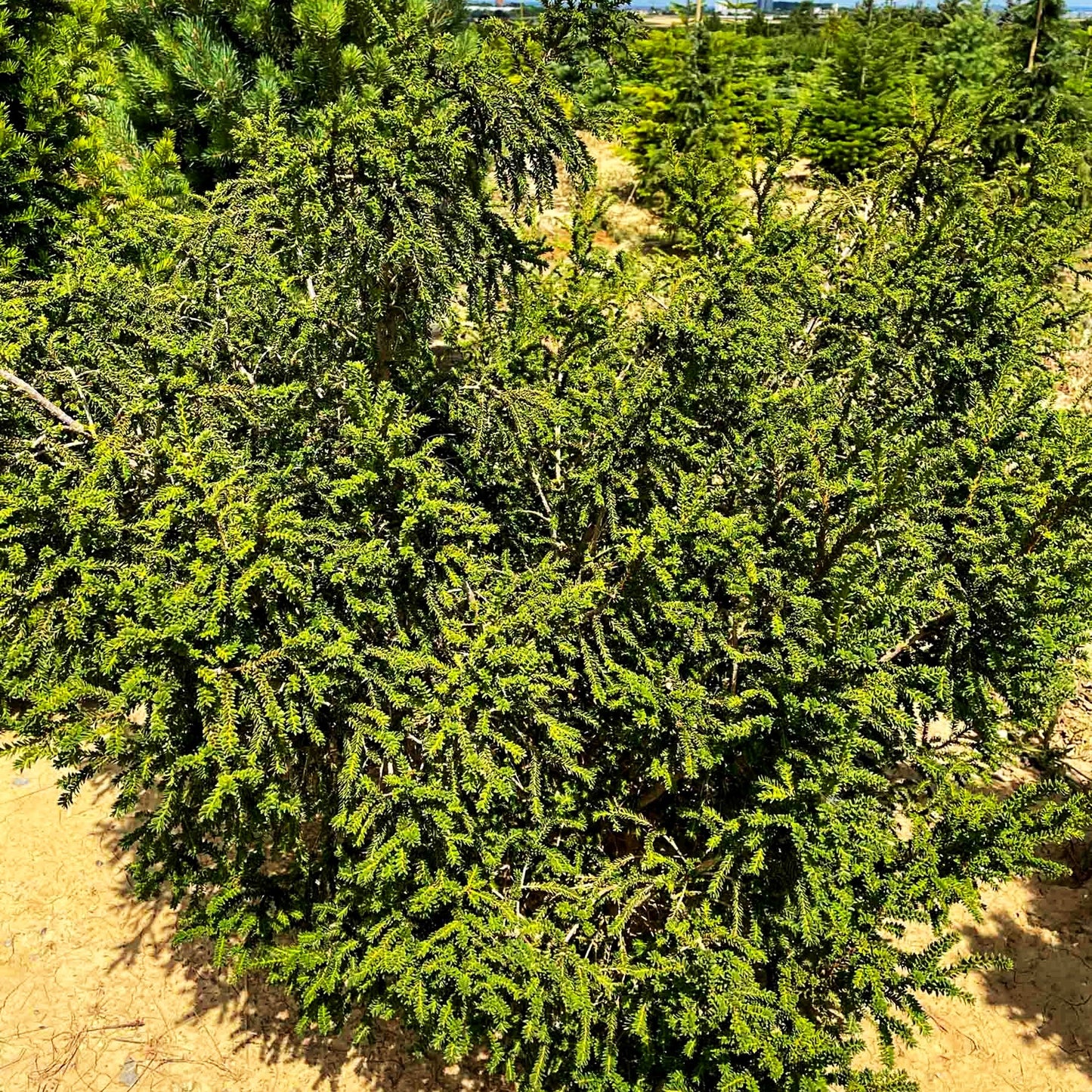 Eibe 'Rushmore' (Taxus baccata)