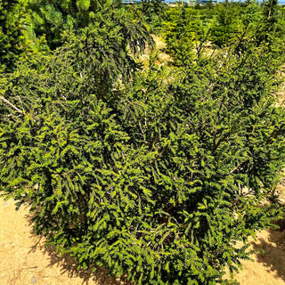Eibe 'Rushmore' (Taxus baccata)