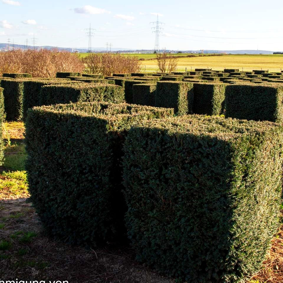 Eibe 'Schwarzgrün' (Taxus baccata)
