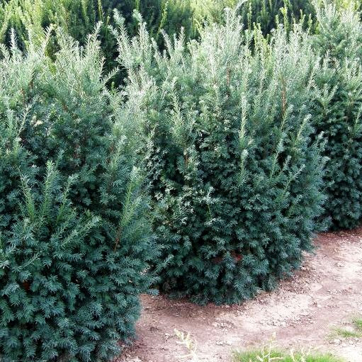 Eibe 'Schwarzgrün' (Taxus baccata)