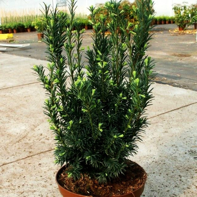 Eibe 'Schwarzgrün' (Taxus baccata)