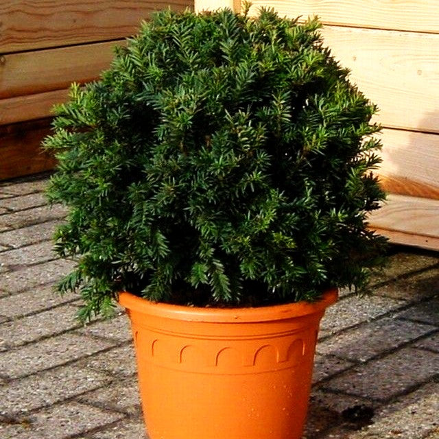 Eibe 'Schwarzgrün' (Taxus baccata)