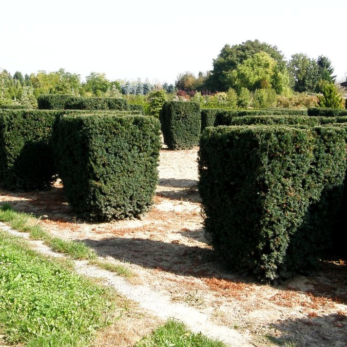 Eibe 'Schwarzgrün' (Taxus baccata)