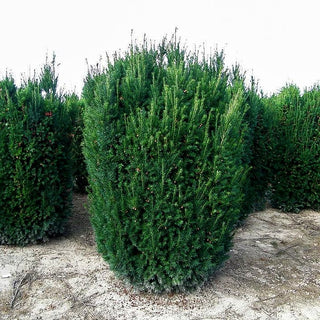 Eibe 'Westerstede' (Taxus baccata)