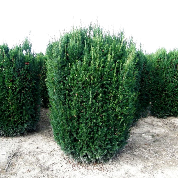 Eibe 'Westerstede' (Taxus baccata)
