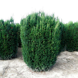 Eibe 'Westerstede' (Taxus baccata)