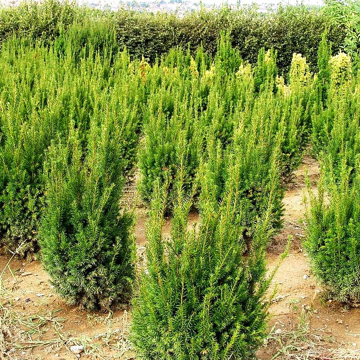 Eibe 'Westerstede' (Taxus baccata)