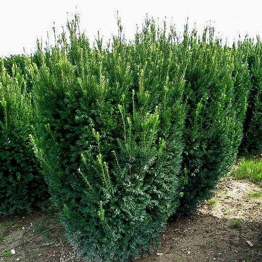 Eibe 'Westerstede' (Taxus baccata)