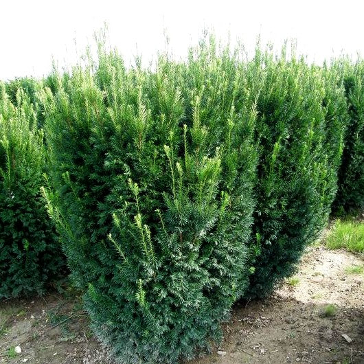 Eibe 'Westerstede' (Taxus baccata)