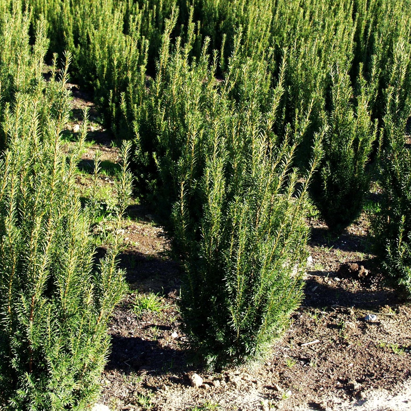 Eibe 'Westerstede' (Taxus baccata)