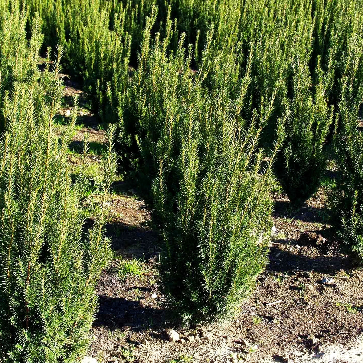 Eibe 'Westerstede' (Taxus baccata)