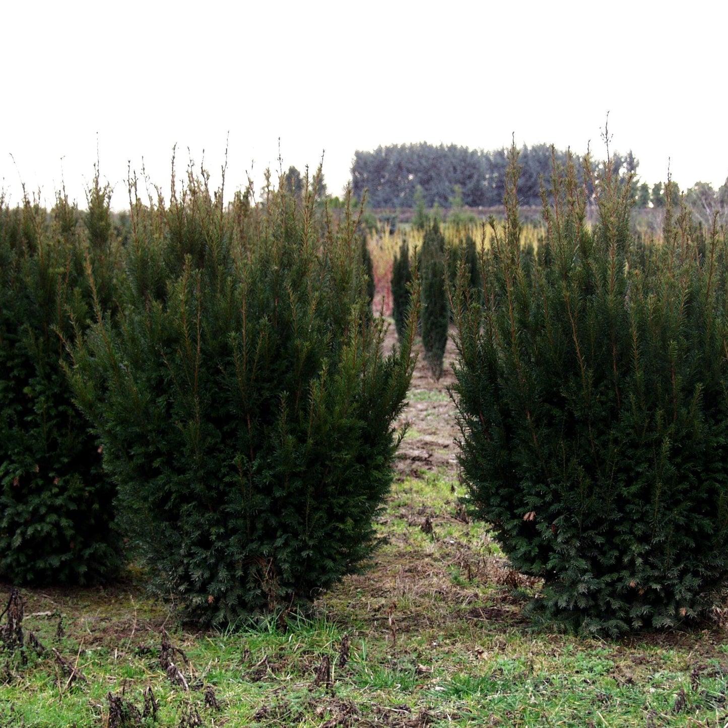 Eibe 'Westerstede' (Taxus baccata)