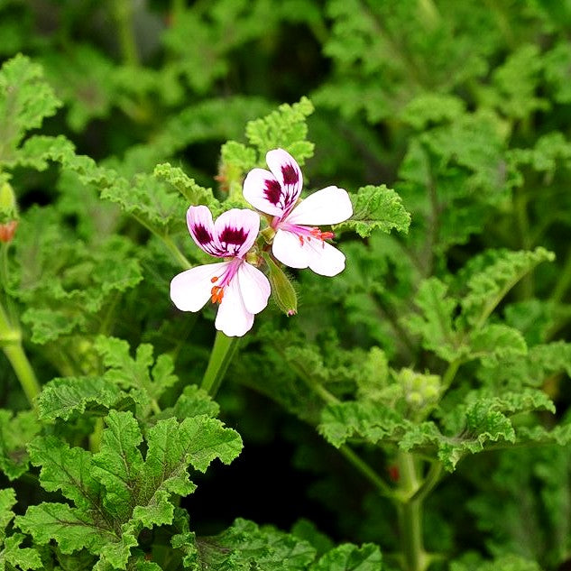 Eichblatt-Pelargonie (Pelargonium quercifolium)