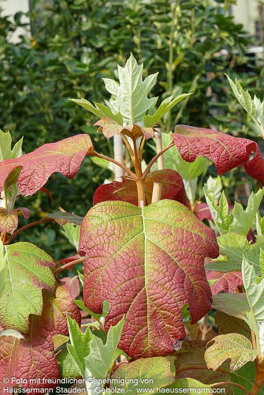 Eichenblättrige Hortensie 'Alice' (Hydrangea quercifolia)