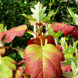Eichenblättrige Hortensie 'Alice' (Hydrangea quercifolia)