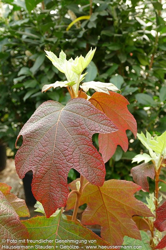 Eichenblättrige Hortensie 'Burgundy' (Hydrangea quercifolia)